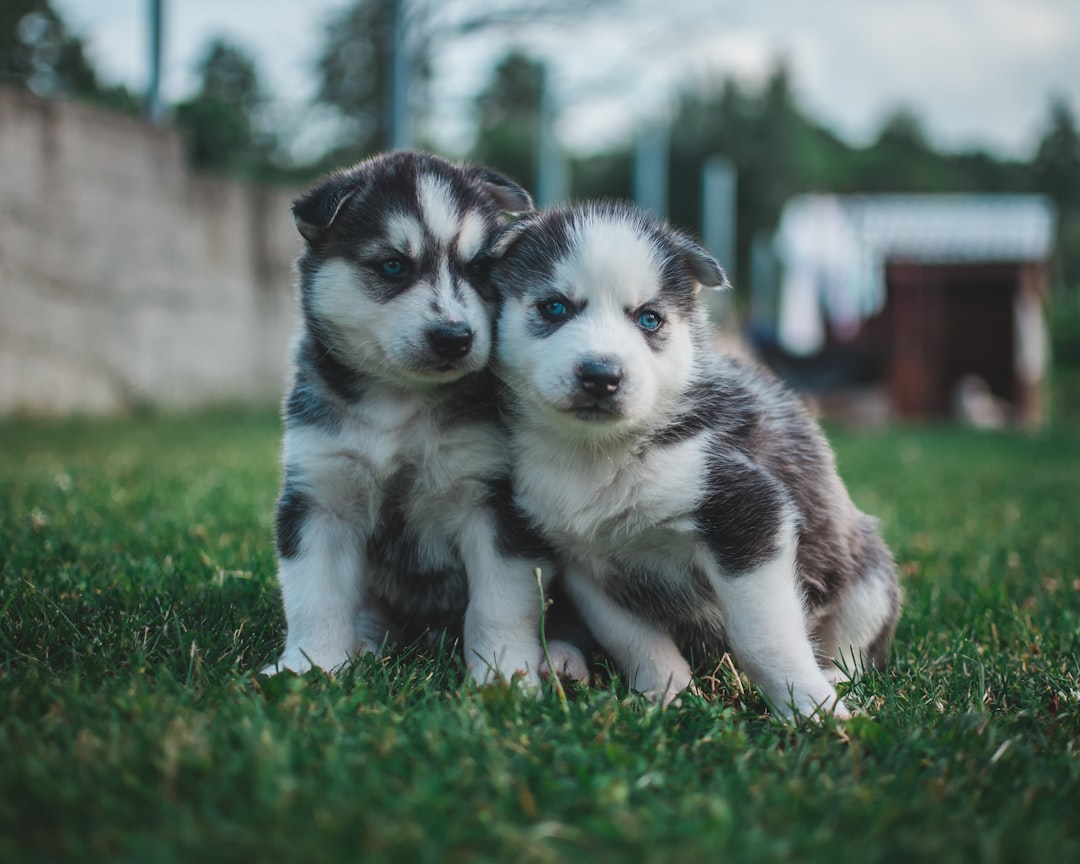 Photo Cute puppies